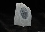 Inch Asaphiscus Trilobite - Great Shell #243-1